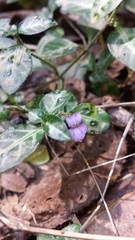 Hypoestes