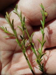 Tetratheca decora