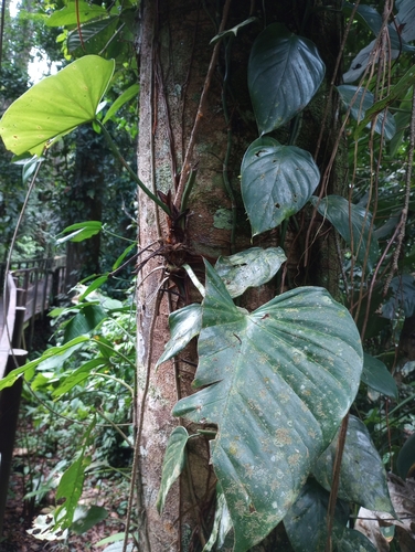Philodendron fragrantissimum image
