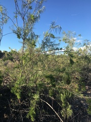 Chilopsis linearis arcuata