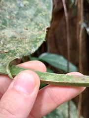 Philodendron fragrantissimum