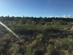 Chilopsis linearis arcuata