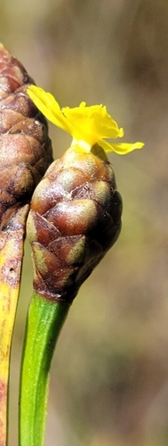 Image of Xyris serotina by (c) Jay Horn, some rights reserved (CC BY)