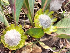 Protea acaulos
