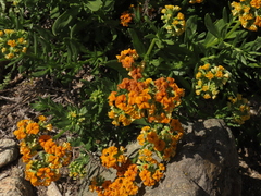 Heliotropium floridum