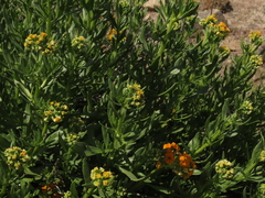 Heliotropium floridum