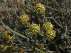 Eremocharis fruticosa
