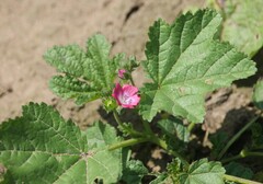 Fuertesimalva peruviana