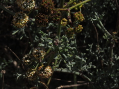 Eremocharis fruticosa
