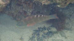 Pseudolabrus luculentus