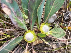 Protea acaulos
