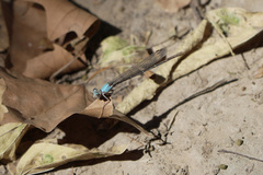 Argia apicalis