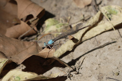 Argia apicalis