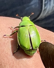 Chrysina psittacina