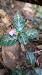 Hypoestes