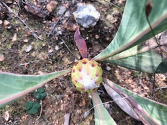 Protea acaulos
