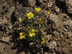 Oxalis leucophylla