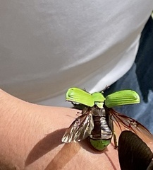Chrysina psittacina