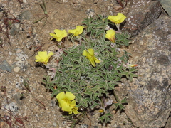 Oxalis leucophylla