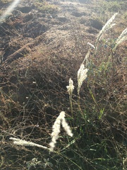 Digitaria californica