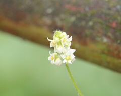 Sicyos baderoa