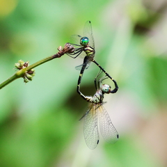 Nannophlebia eludens