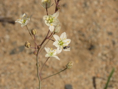 Oziroe biflora