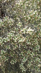 Baccharis articulata