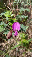 Tephrosia grandiflora