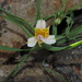 Alstroemeria graminea - Photo 由 Nicolás Lavandero 所上傳的 (c) Nicolás Lavandero，保留部份權利CC BY