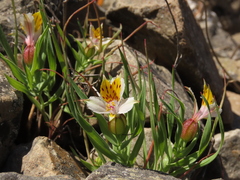 Alstroemeria graminea