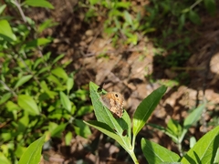 Paramacera xicaque xicaque