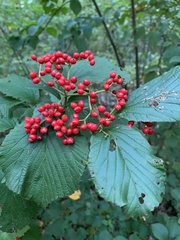 Viburnum dilatatum