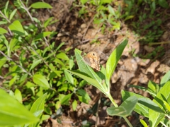 Paramacera xicaque xicaque