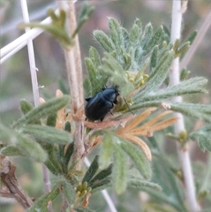 Altica obliterata