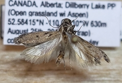 Chionodes abitus
