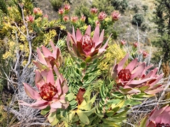Leucadendron daphnoides