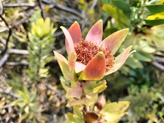 Leucadendron daphnoides