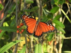 Danaus eresimus