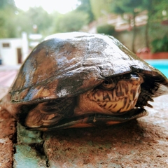 Kinosternon integrum