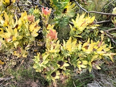 Leucadendron daphnoides