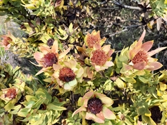 Leucadendron daphnoides