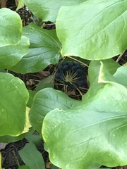 Smilax lasioneura