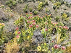 Leucadendron daphnoides