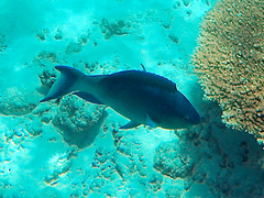 Chlorurus microrhinos