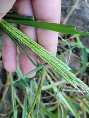Eleusininae