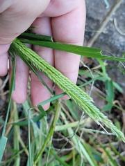 Eleusininae