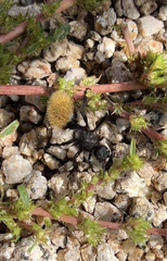 Dasymutilla klugii