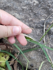 Eleusininae