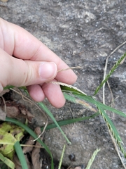 Eleusininae